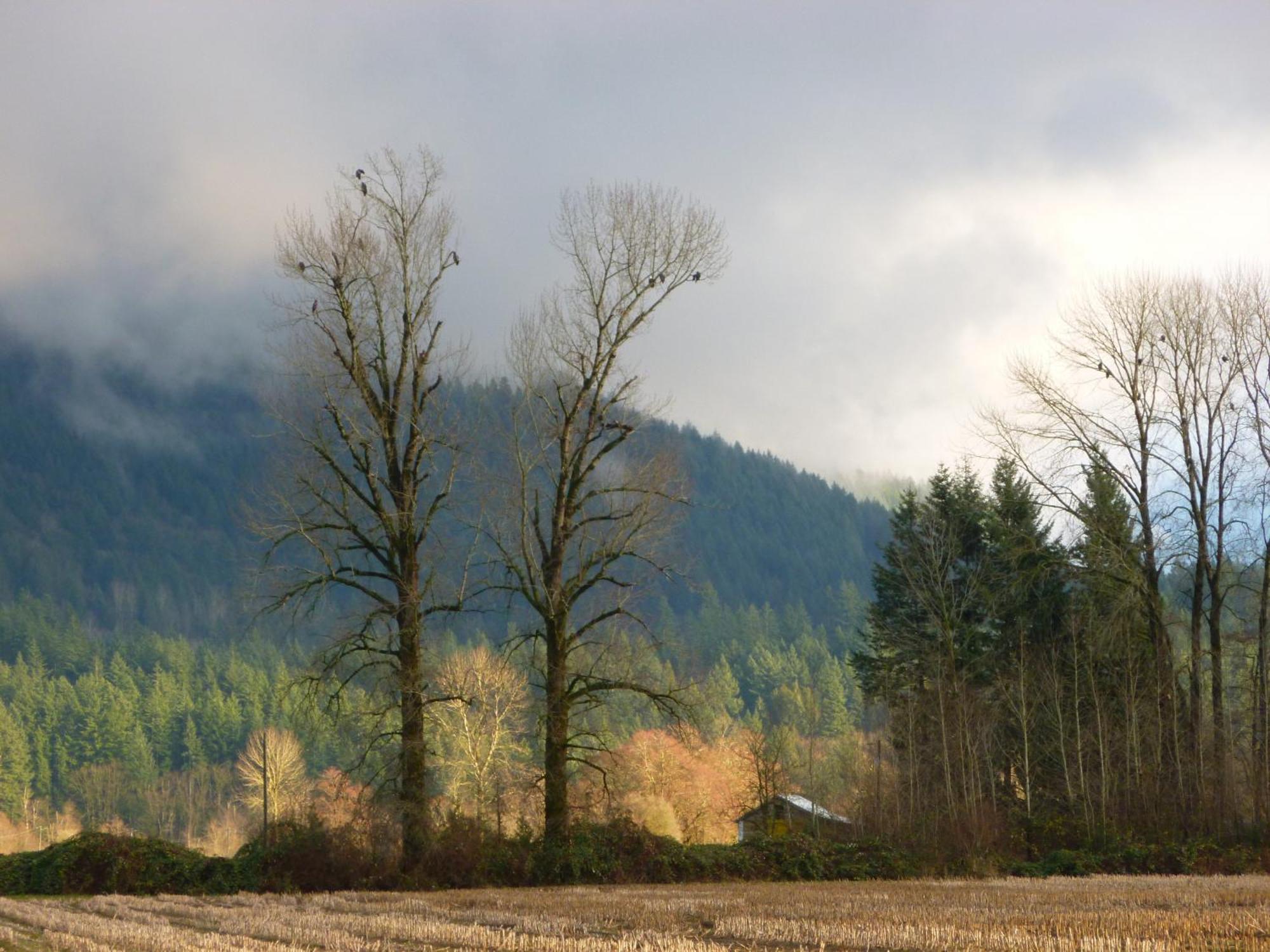 Harrison Hammond House Farmstay Harrison Mills Екстериор снимка